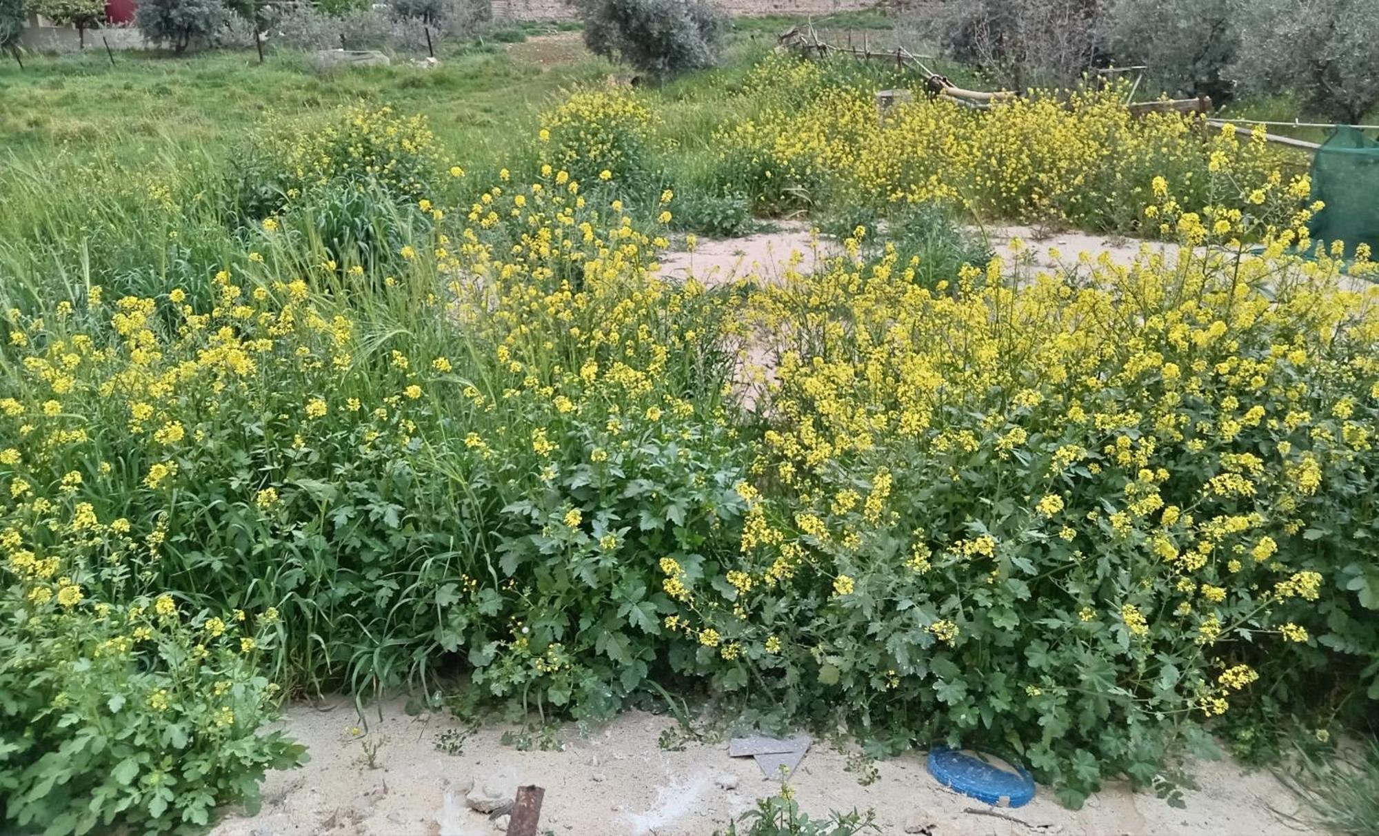 Hotel Emile Altwal Madaba Esterno foto